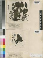 Image result for Globimetula mweroensis