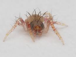 Image result for Poecilostachys