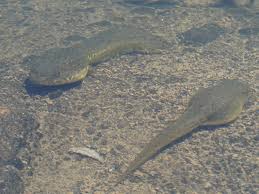 大きい おたまじゃくし