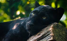 We would like to show you a description here but the site won't allow us. Panth Re Noire Schwarzer Panther Tier Hd Wallpaper 1920x1200 Wallpapertip