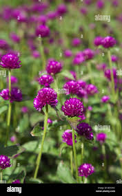 Image result for Amaranthaceae