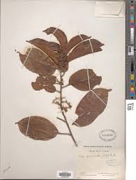 Image result for Clappertonia polyandra