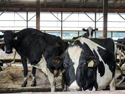 Bringing the farm back to the family