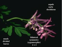 Image result for Fumariaceae