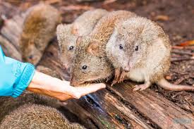 12 Outdoor Experiences In The Barossa Valley Adelaide Hills Wildlife Park Australia Adelaide