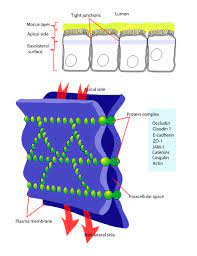 Maybe you would like to learn more about one of these? Tight Junction Wikipedia