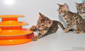 Hundreds more if a cat or kitten's medical history is unknown or if the kitty has not received initial medical care. British Shorthair And Bengal Kittens For Sale Cats Kittens For Sale In Belait Bruneida Com Mobile 49629