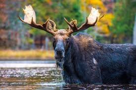When to see moose in maine. Maine Moose Hunt Lottery Switches To Virtual Format Maine News