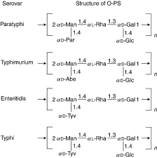Image result for Neisseriaceae