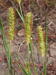 Image result for Setaria pumila