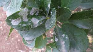 Euonymus is usually a tough, disease and pest resistant plant. Powdery Mildew Disease On Trees And Shrubs University Of Maryland Extension