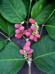 Image result for Gnetaceae