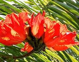 Image result for Ficalhoa