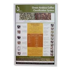 Scaa Green Arabica Class Chart Poster Education Coffee