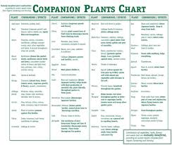 Companion Planting Guide Garden Raised Bed Edible