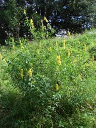 Image result for Crotalaria polytricha