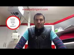 Kedilerde Uygunsuz Idrar Yapma Youtube