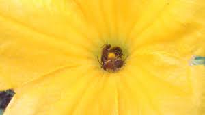 There is a very easy solution. Squash Bees Are Pollinating Your Pumpkins And Zucchini Ecoipm