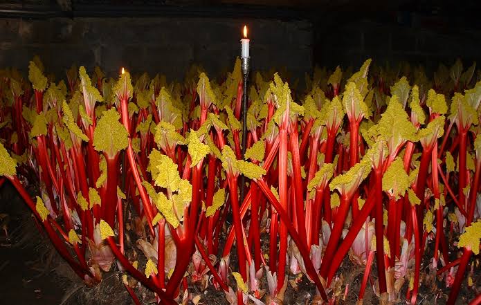 Harvesting forced rhubarb by candlelight, AI generated