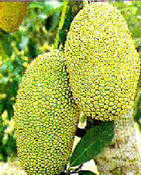 The ripe fruit might be dried and fried as kripik nangka, or jackfruit cracker. Cempedak Definition And Synonyms Of Cempedak In The Malay Dictionary