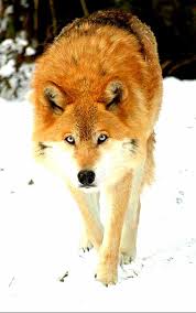 Red Wolves Are The Most Endangered Species Of Wolves Wolf Dog Animals Animals Beautiful