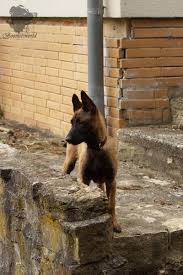 Последние твиты от boomers vs world (@boomersvsworld). True Angels Malinois True Angels Bob