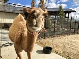 The watering hole safari and waterpark is another popular spot for families and kids of all ages. The Watering Hole Safari And Waterpark At Monsoon Lagoon 1530 S Danbury Rd Port Clinton Oh Zoos Mapquest