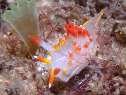 Image result for Pseudoeriosema