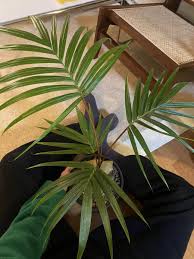 Image result for Hyophorbe indica