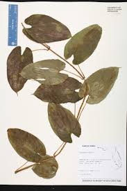 Image result for Dioscorea asteriscus