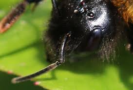 Image result for Bombus norvegicus