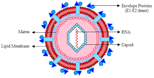 Суммарные антитела к вирусу вирус гепатита с, определение рнк кол. Hepatitic C Virus Structure Of Hepatitis C Download Scientific Diagram