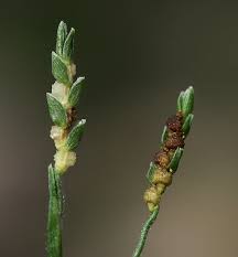 Image result for Hackelochloa granularis