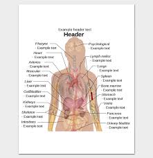 The muscles of the abdomen protect vital organs underneath and provide structure for the spine. 12 Human Body Outline Templates In Word Pdf Doc Formats