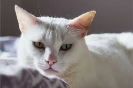 You are probably familiar with the conventional treatments used in humans, namely chemotherapy and radiotherapy, which are also an option i came home from the vet and did a ton of research, decided to give piptopet cancer treatment a try, what have we got to lose? A Cat Owner S Guide To Feline Leukemia And Fiv Maywood Veterinary Clinic