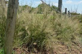 Image result for Pogonarthria