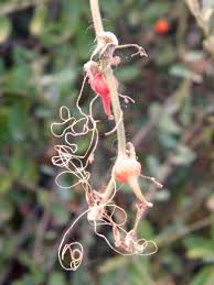 Image result for Erucastrum arabicum