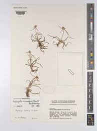 Image result for Kyllingiella microcephala