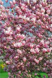 Spring Season Blooming Magnolia Tree Isolated On Blue Sky Background Magnolia Trees Blooming Trees Flowering Trees