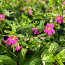 Image result for Cuphea hyssopifolia