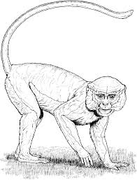 Mar 01, 2021 · monkeys are fun and adorable, which is probably why kids love monkey coloring pages. Spider Monkey Coloring Pages Spider Monkey 24 Gif Printable Coloring4free Coloring4free Com