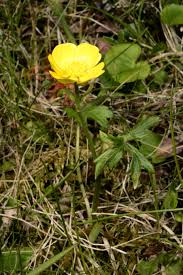 Image result for Ranunculus oreophytus