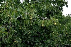 Pana la finalul lunii februarie este activ apelul de proiecte. Livada De Nuci Afacere Afacere Livada Nuci