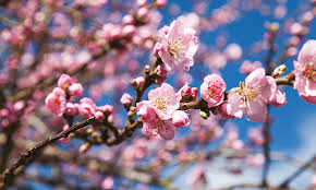 Browse our wide selection of beautiful accent trees, flowering shrubs, perennials & more. Peanut Butters And Tokyo Cherries Hackney S Street Trees Are A Balm For A City In Crisis Hackney Citizen