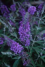 Buddleia Ellens Blue Plants Butterfly Bush Urban Garden
