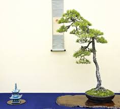 10 Rekomendasi Gaya Bonsai Paling Unik Dan Menarik Ini Cocok Dijadikan Dekorasi Untuk Mempercantik Rumah