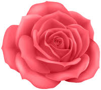 Rose PNG flower images, free download