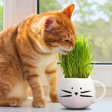 Cat grass kits are more popular than ever. Kitty Slippers Will Make Your Feet Look Like Cozy Cat Paws