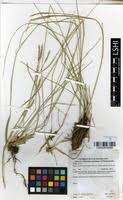 Image result for Microchloa