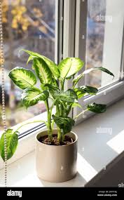 Image result for beautiful dieffenbachia